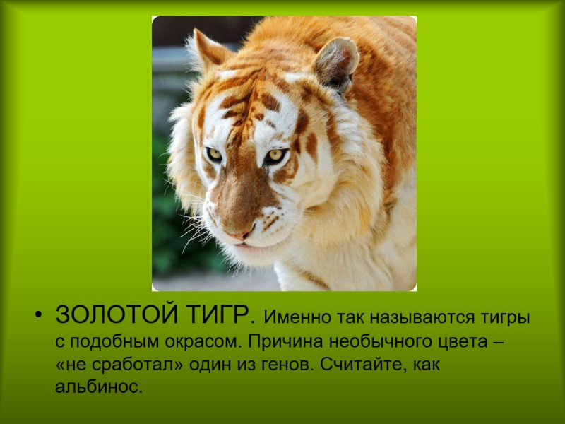 ЗОЛОТОЙ ТИГР. Именно так называются тигры с подобным окрасом. Причина необычного цвета – «не